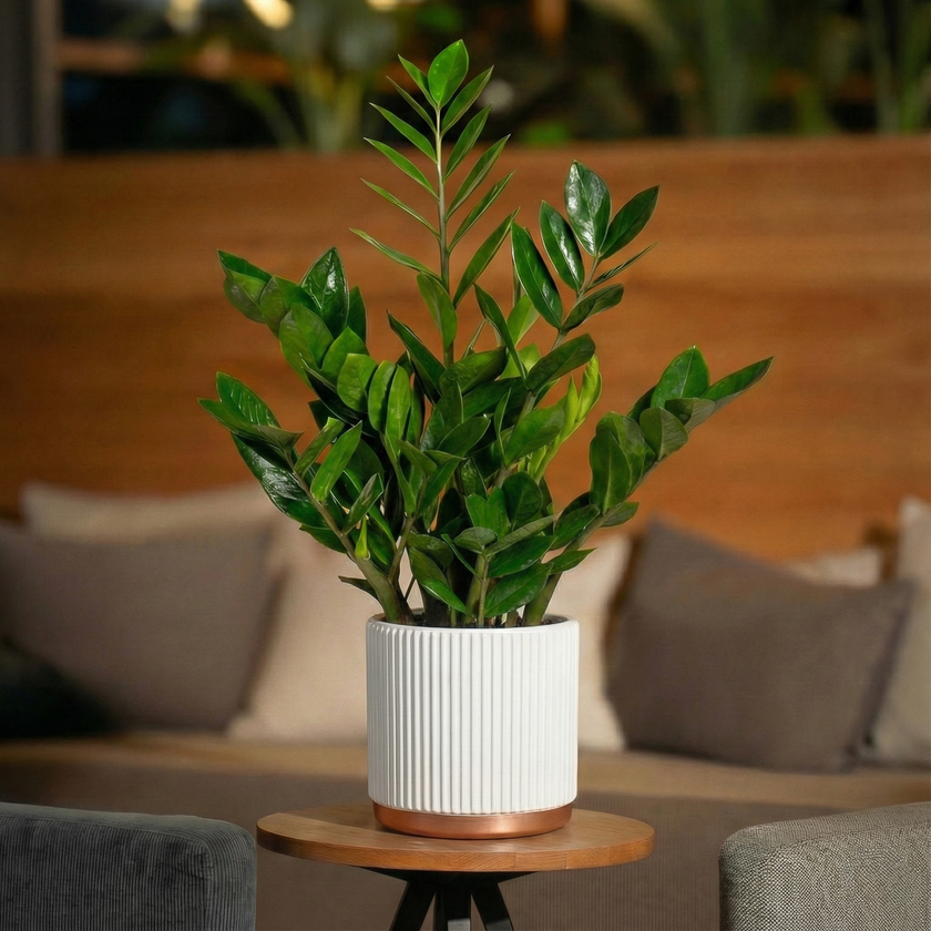 Unipot - Signature White